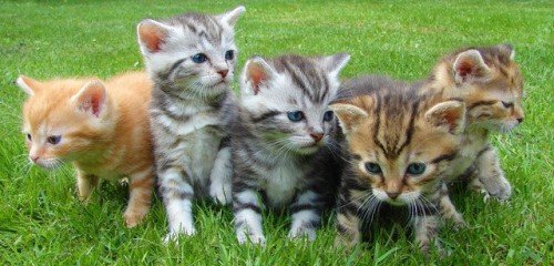Cute little cats