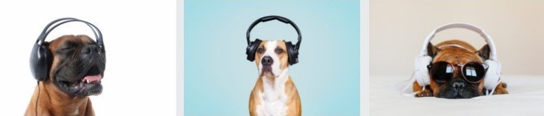 Dogs wearing headphones, listening music