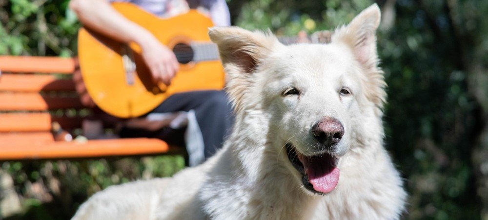 Playing guitar for a white dog